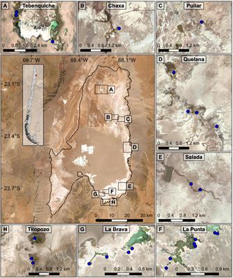 Coping With Dynamism: Phylogenetics and Phylogeographic Analyses Reveal Cryptic Diversity in Heleobia Snails of Atacama Saltpan, Chile